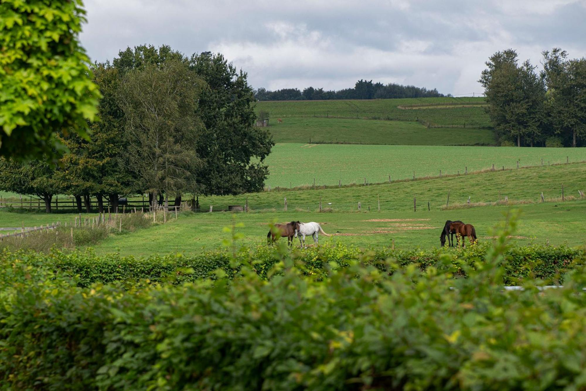 B&B Bertem Natuur Eksteriør bilde