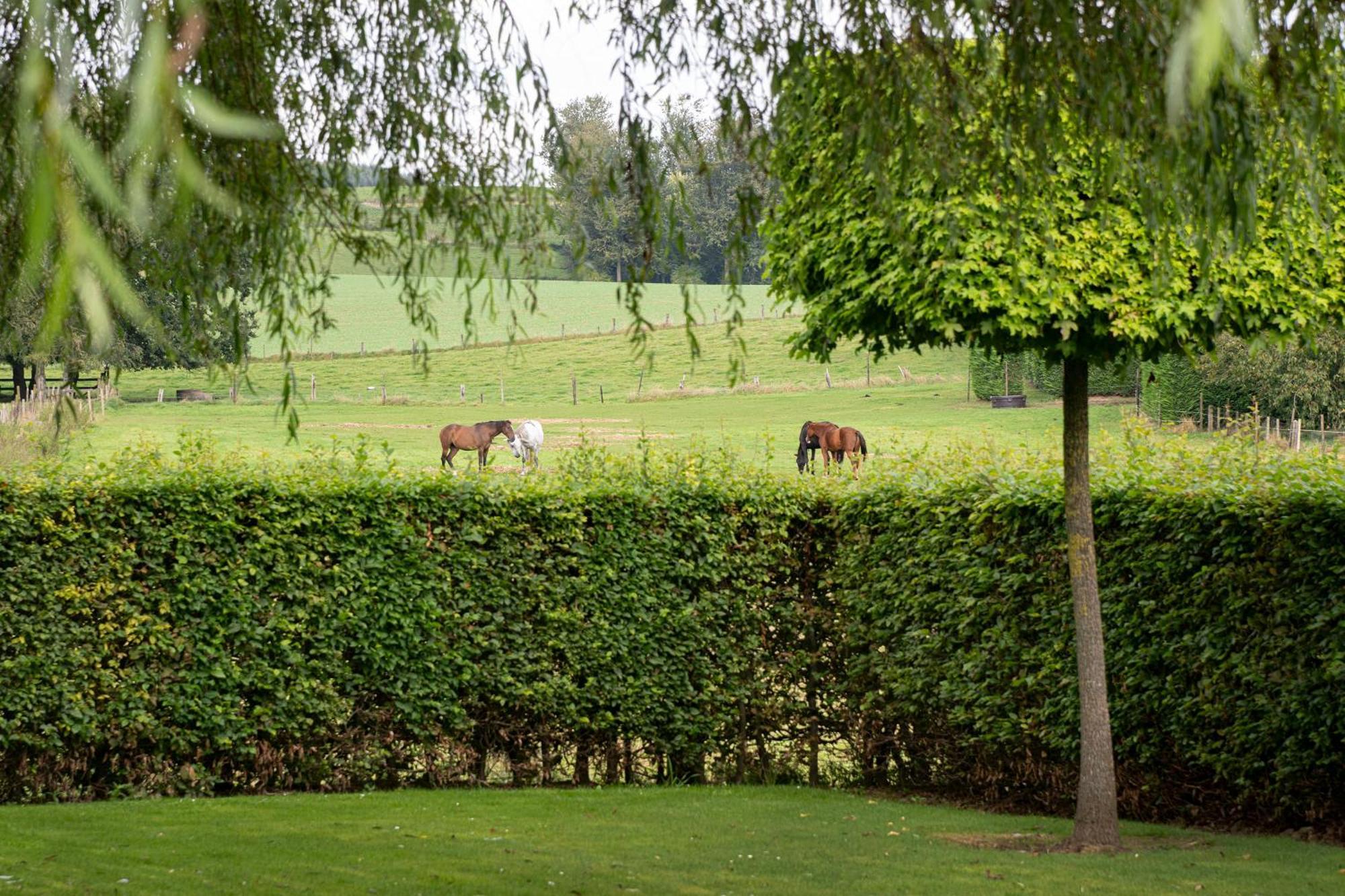 B&B Bertem Natuur Eksteriør bilde